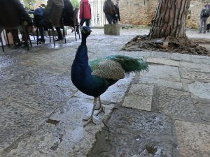 Pfau im Castelo de São Jorge