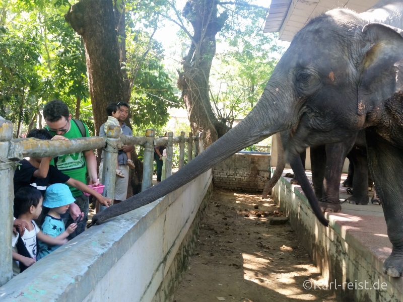 Elefanten füttern Yangon Zoo