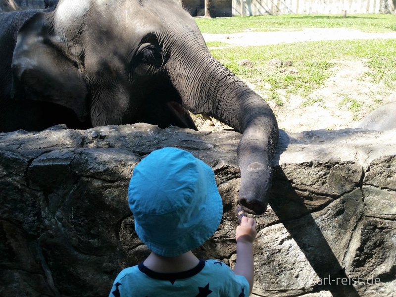 Yangon Zoo Elefant füttern 4