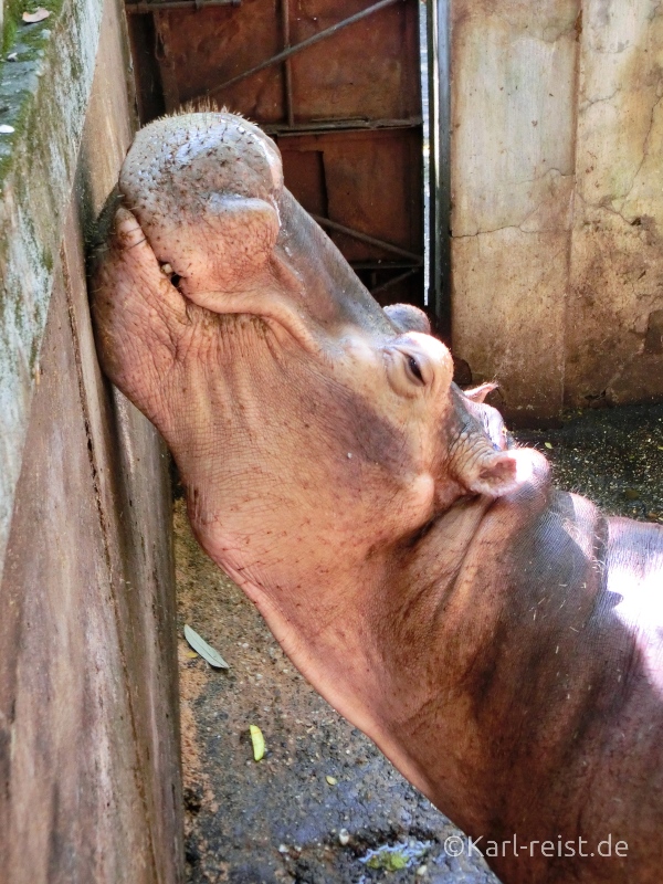 Nilpferd Zoo Yangon 