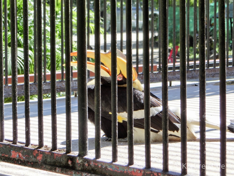 Tukan ähnlicher Vogel im Zoo Yangon