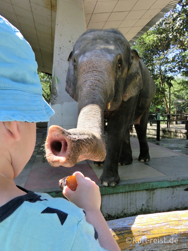 Elefanten füttern Yangon Zoo 2