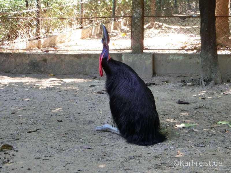 Yangon unbekannter Vogel Zoo
