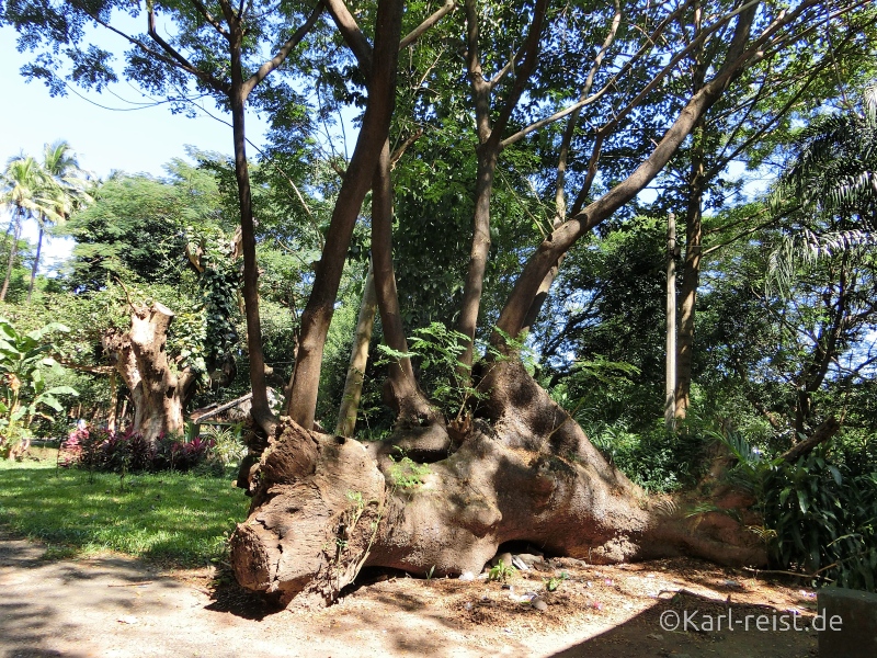 Yangon Zoo Baum aus Baum wächst