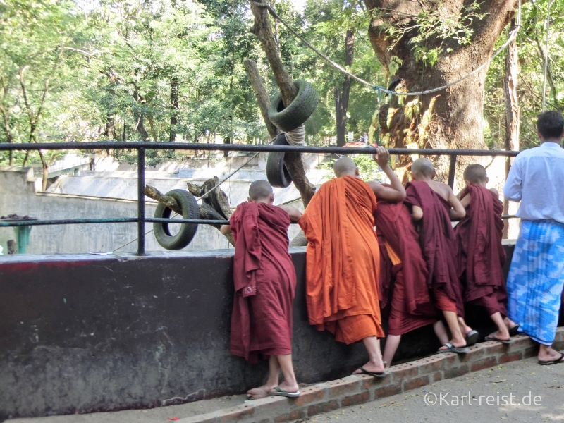 Mönche Novizen Yangon Zoo