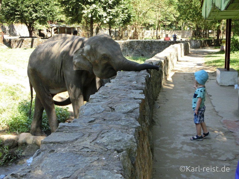 Kind füttert Elefant Yangon Zoo Myanmar