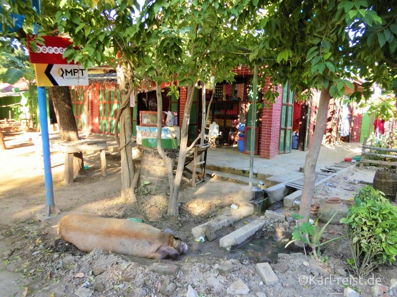 Schwein vor Shop in Bagan