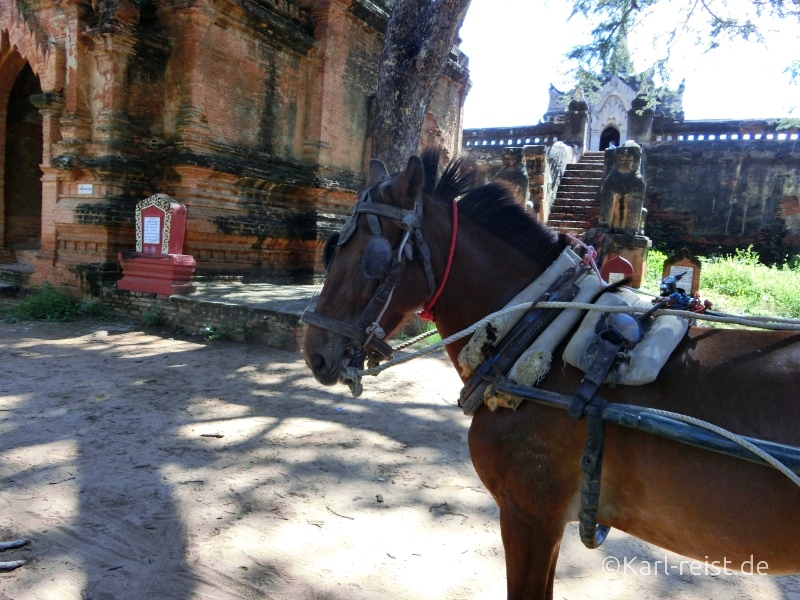Bagan Pferdekutsche Pferd wartet