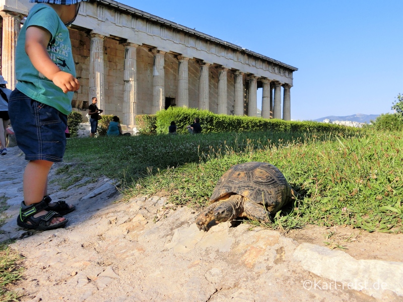 Schildkröten in Athen