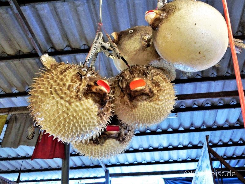 Kugelfischlampe Ban Phe Rayong
