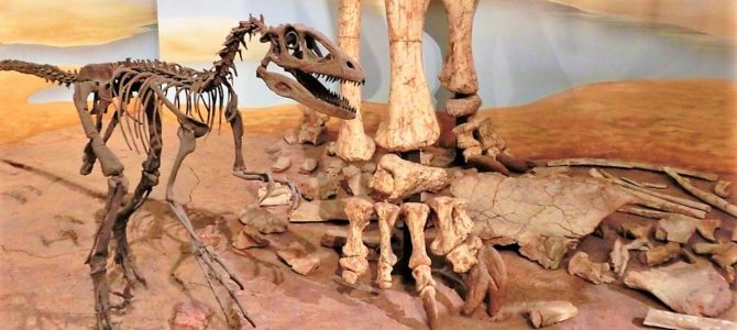 Auf Dinosaurier Jagd im Naturhistorischen Museum Braunschweig Auf Dinosaurier Jagd im Naturhistorischen Museum Braunschweig