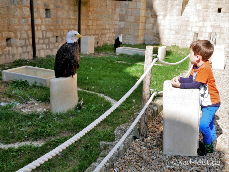 Geants du Ciel Weißkopfseeadler