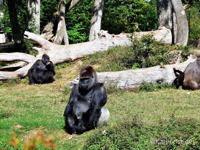 Vallée des Singes Romange Tal der Affen Silberrücken Gorilla