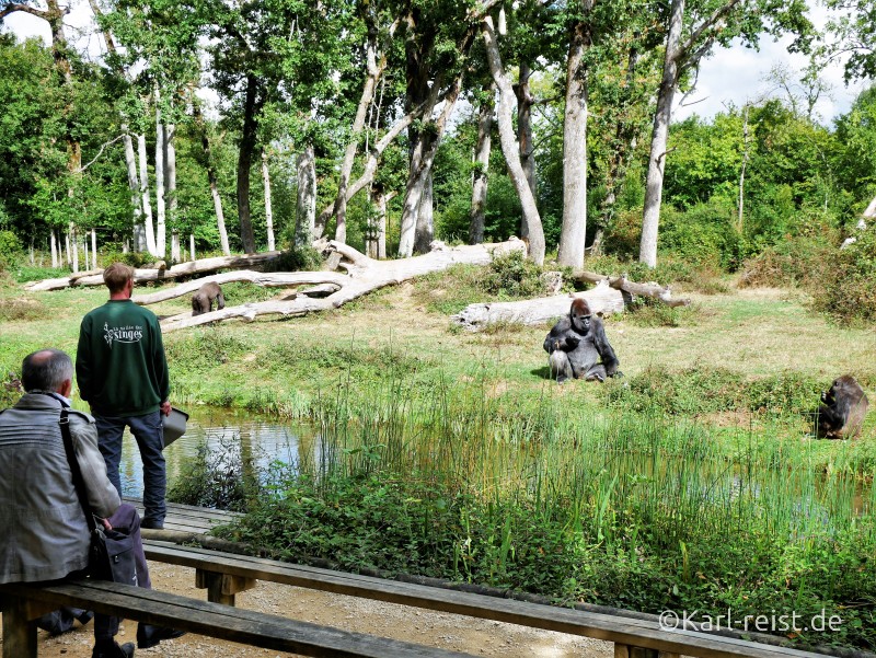 Vallée des Singes Romange Tal der Affen Gorillas bei der Fütterung