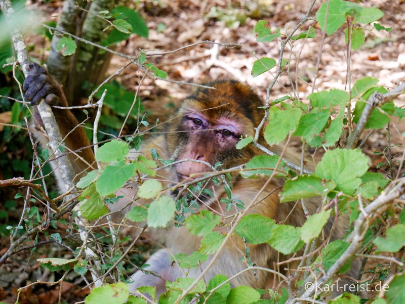 Vallée des Singes Romange Tal der Affen Berberaffe versteckt sich