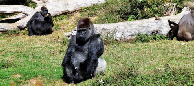 La Vallée des Singes – Der beste Affenpark in Frankreich – OHNE Zäune und Käfige! La Vallée des Singes – Der beste Affenpark in Frankreich – OHNE Zäune und Käfige!