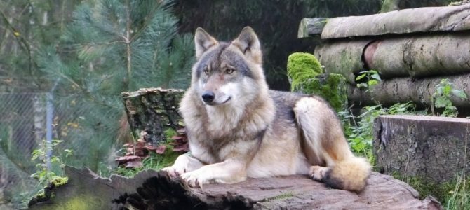 Waldwege, Wildtiere und Abenteuer im Wildpark Eekholt Waldwege, Wildtiere und Abenteuer im Wildpark Eekholt