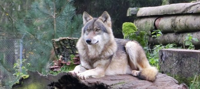 Waldwege, Wildtiere und Abenteuer im Wildpark Eekholt