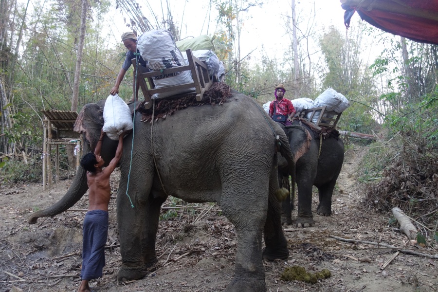 Bild Elefantencamp Myanmar Yangon Toungoo