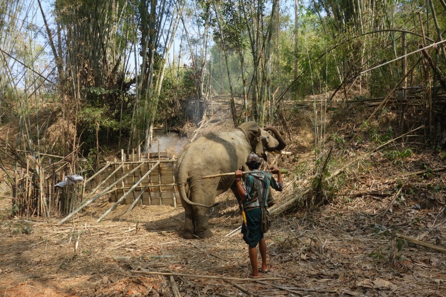 Bild Elefantencamp Myanmar Yangon Toungoo