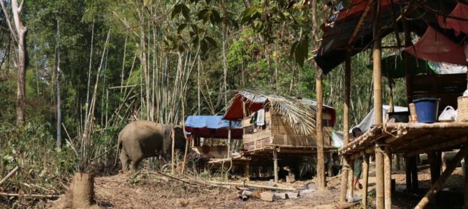 Authentisches Myanmar – Im Elefantencamp bei Yangon [Gastbeitrag]