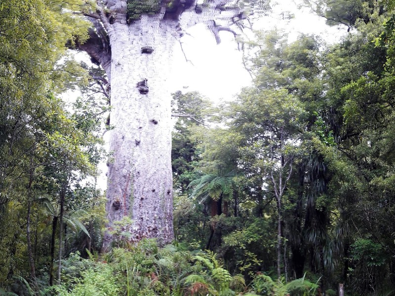 Tane Mahuta, „Lord of the Forests“