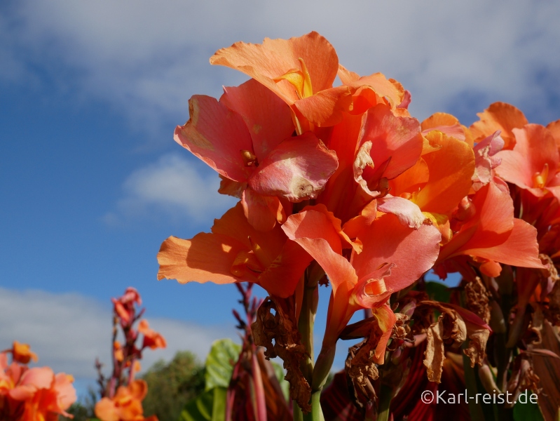Neuseeland Nordinsel Blüten