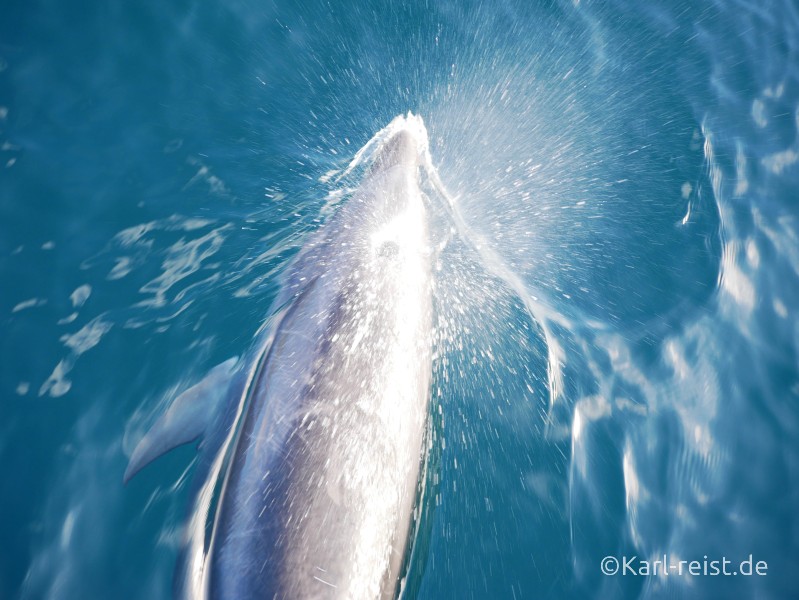 Neuseeland Nordinsel Paihia Delfin im Wasser