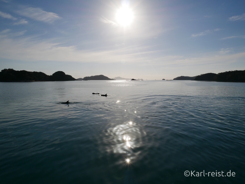 Neuseeland Nordinsel Paihia Delfine