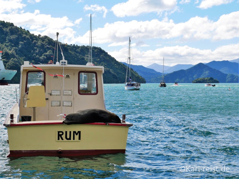 Neuseeland Südinsel Pelzrobbe Seehund auf Boot Picton