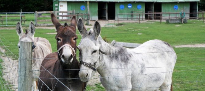 Unser Campingplatz-Tipp für Familien: Farmyard Holiday Park bei Geraldine