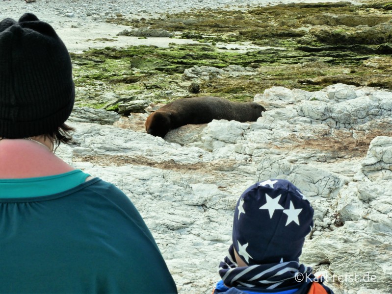 Kaikoura Peninsula Walkway Fur Seal