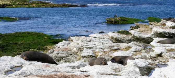 Kaikoura Neuseeland – Wandern mit Kind auf dem Peninsula Walkway