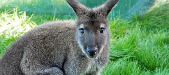 Wallabys streicheln – Im EnkleDooVery Korna Wallaby Park in Waimate Wallabys streicheln – Im EnkleDooVery Korna Wallaby Park in Waimate