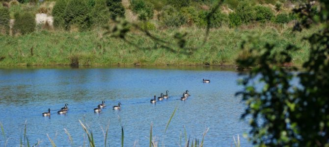 Unser Wander-Tipp in Timaru: Der Otipua Wetlands Walk Unser Wander-Tipp in Timaru: Der Otipua Wetlands Walk