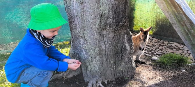 Wallabys streicheln – Im EnkleDooVery Korna Wallaby Park in Waimate Wallabys streicheln – Im EnkleDooVery Korna Wallaby Park in Waimate