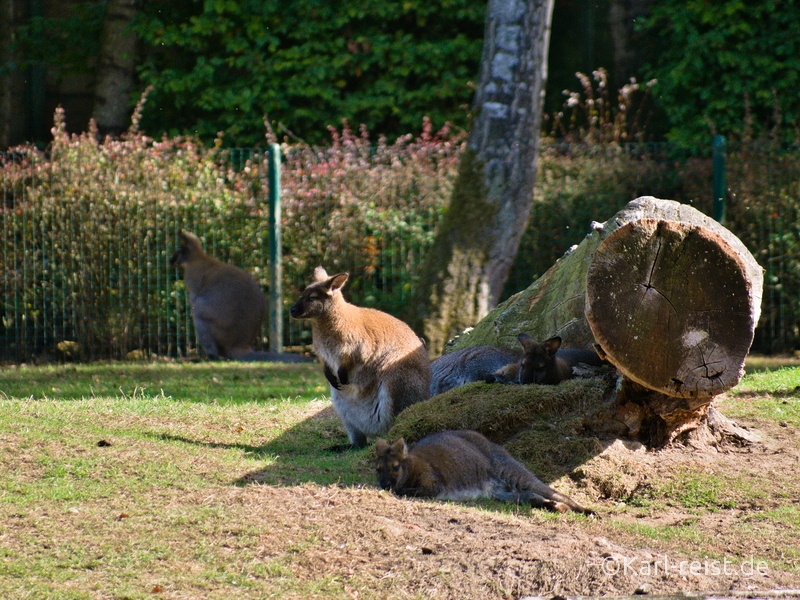 Tierpark Essehof Lehre Wallaby