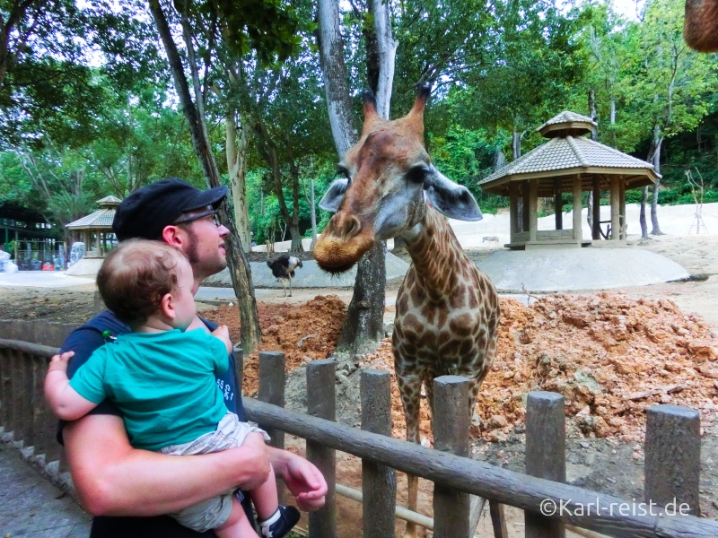 Giraffe im Zoo Chiang Mai