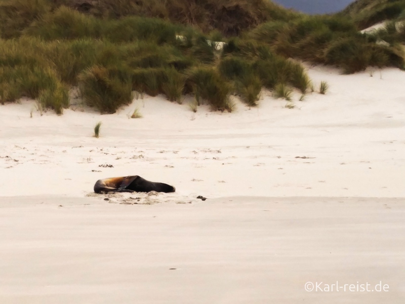 Seelöwe Aramoana Neuseeland