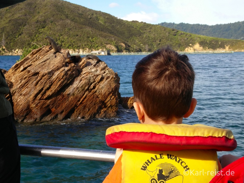 Bild Rundreise Neuseeland Südinsel 3 Wochen Picton Eco Boat Tour