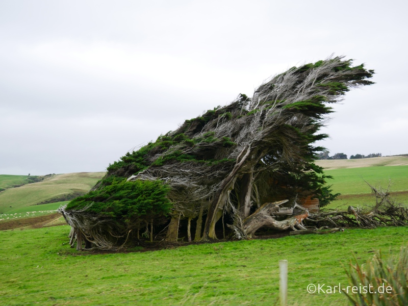 Bild Rundreise Neuseeland Südinsel 3 Wochen Slope Point Tree
