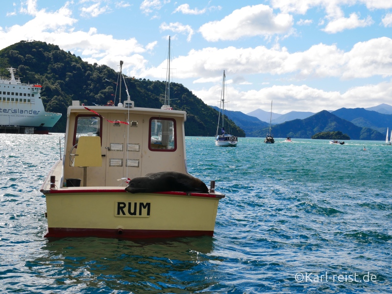 Bild Rundreise Neuseeland Südinsel 3 Wochen Robbe Picton