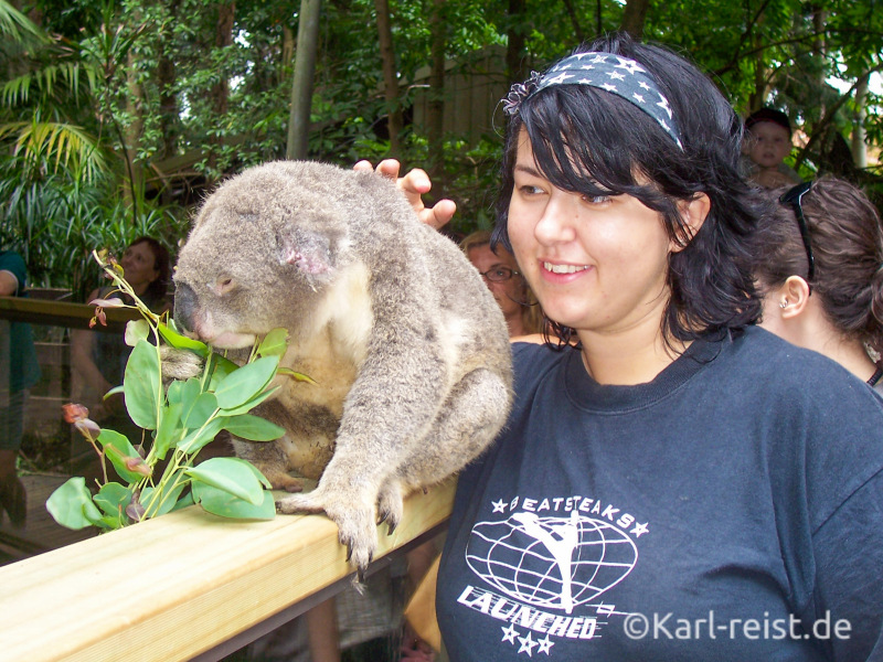Koala Australien