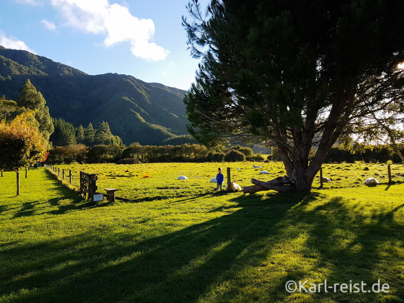 Smiths Farm Holiday Park Marlborough Sounds Camping Schafweide