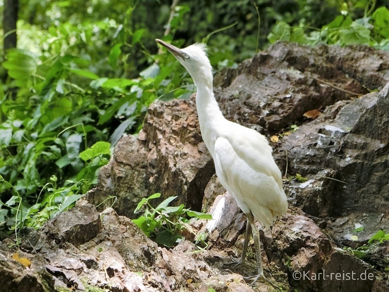 Schreitvogel im Historical Park Si Satchanalai